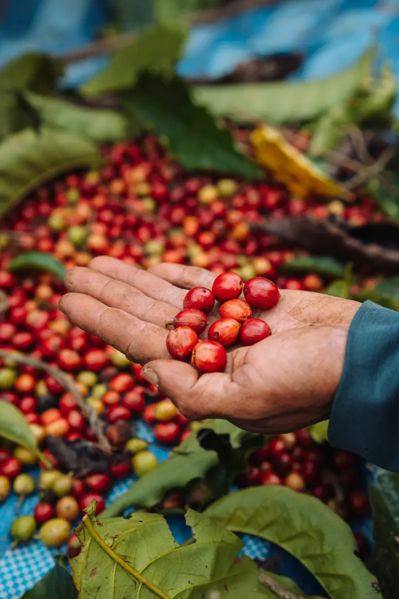 Coffee cherries in hand